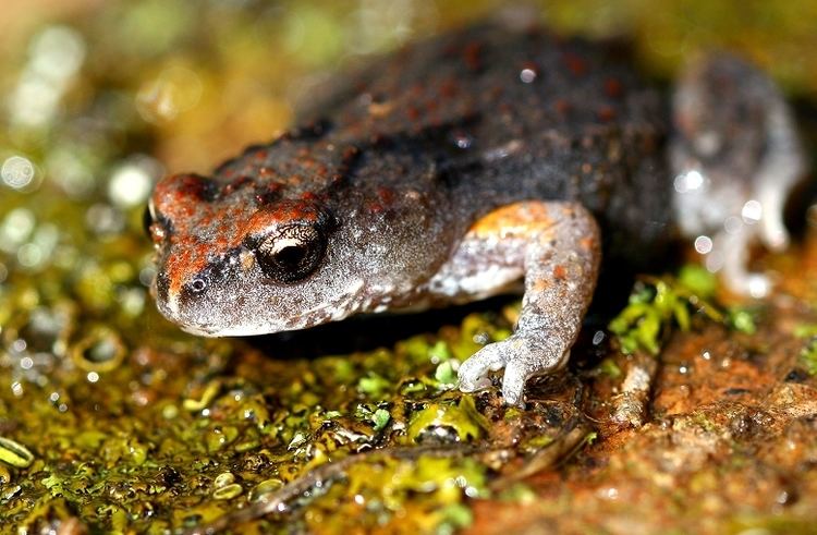 Bibron's toadlet David Kleinert Photography Bibron39s Toadlet Nature amp Wildlife