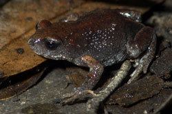 Bibron's toadlet Frogs of Australia gt Pseudophryne bibroni Bibron39s Toadlet