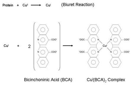 Bicinchoninic acid Insitu MicroVolume Bicinchoninic Acid Protein Assay
