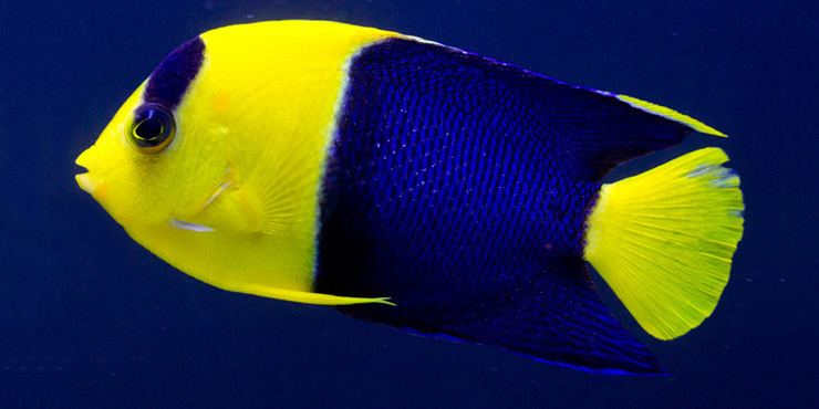 Bicolor angelfish Bicolor Angelfish Salt Water Fish