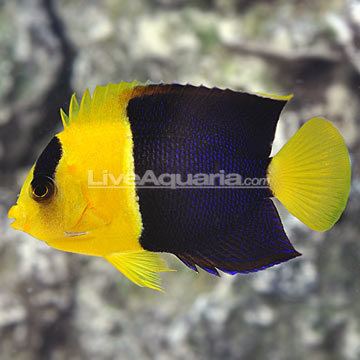 Bicolor angelfish Saltwater Aquarium Fish for Marine Aquariums Bicolor Angelfish