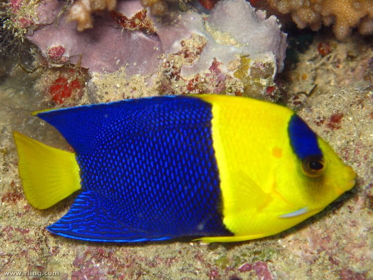 Bicolor angelfish fishesofaustralianetauImagesImageCentropygeBi