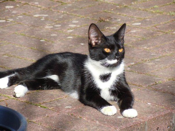 Bicolor cat The Tuxedo Cat Cat Breeds Encyclopedia