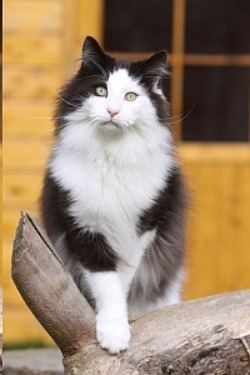 Bicolor cat Types of Cats