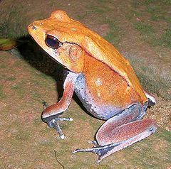 Bicolored frog httpsuploadwikimediaorgwikipediacommonsthu