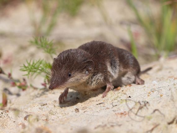 Bicolored shrew The naming of the shrew German native fingered over spread of