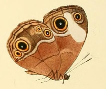 Bicyclus sciathis