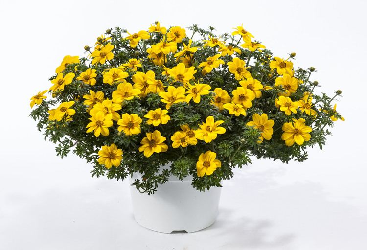 Bidens Bidens aristosa Doubloon Green Fuse Botanicals Inc