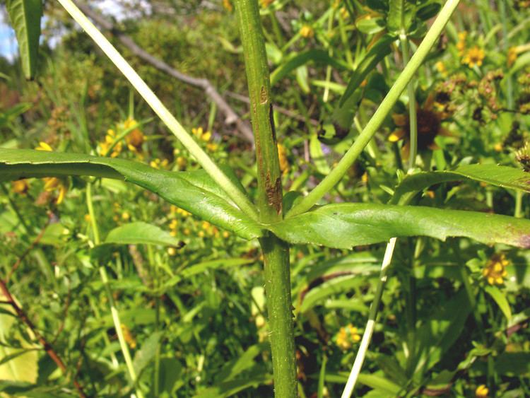 Bidens cernua Bidens cernua nodding beggarticks Go Botany