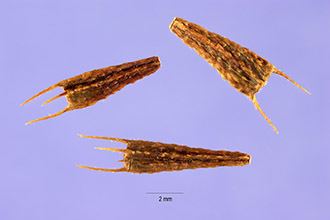 Bidens connata Plants Profile for Bidens connata purplestem beggarticks
