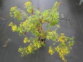 Bidens micrantha Native Plants Hawaii Viewing Plant Bidens micrantha subsp micrantha