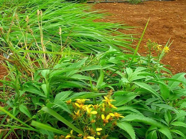 Bidens micrantha Sagebud Grow Your Garden Plant a Tree Pot a Flower Sow a Seed