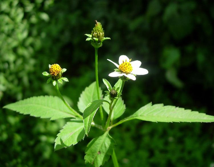 Bidens pilosa Central African Plants A Photo Guide Bidens pilosa L