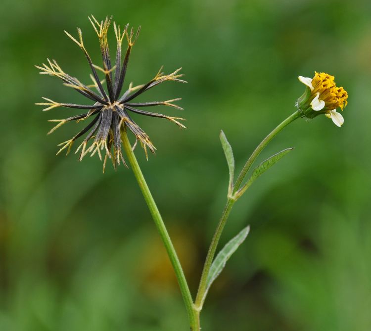 Bidens pilosa FileBidens pilosa 1003010233 tdpjpg Wikimedia Commons