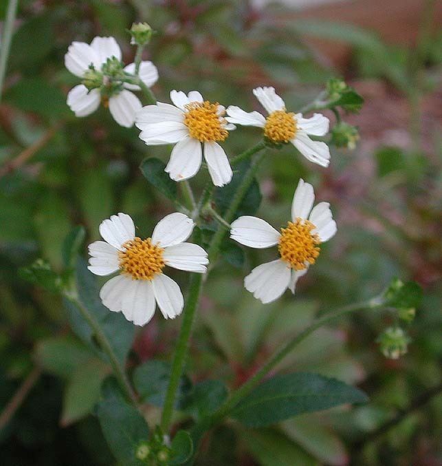 Bidens pilosa Bidens pilosa