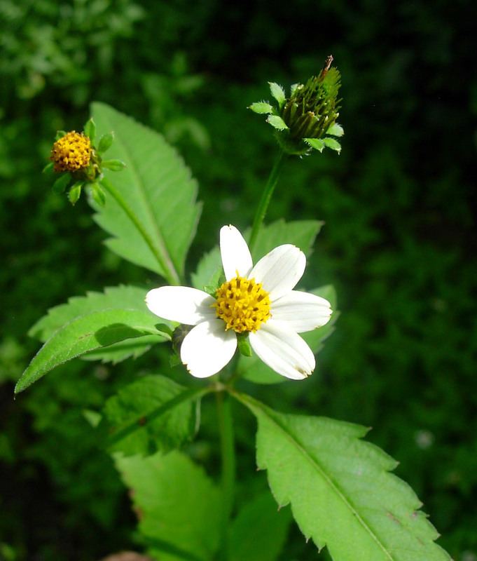 Bidens pilosa Central African Plants A Photo Guide Bidens pilosa L