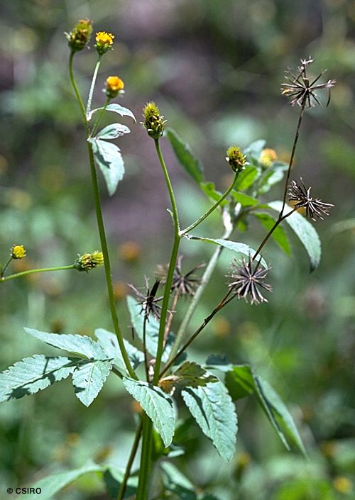 Bidens pilosa Factsheet Bidens pilosa