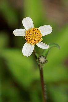 Bidens pilosa httpsuploadwikimediaorgwikipediacommonsthu