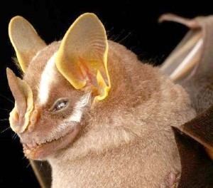 Bidentate yellow-eared bat wwwkaieteurnewsonlinecomimages201601Bidentat