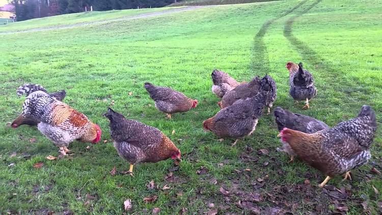 Bielefelder Kennhuhn Bielefelder Kennhhner in sterreich YouTube