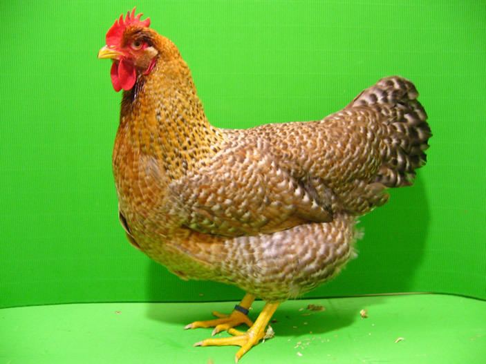 Bielefelder Kennhuhn Bielefelder