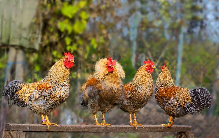 Bielefelder Kennhuhn Bielefelder Kennhuhn Foto amp Bild Natur Wildlife Tiere Bilder auf