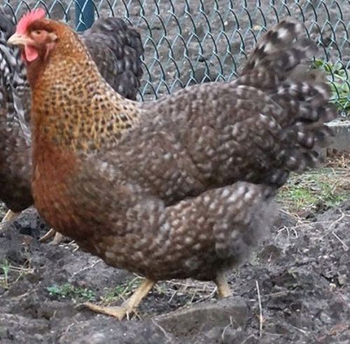 Bielefelder Kennhuhn All Paedia Bielefelder Kennhuhn Chicken Breed