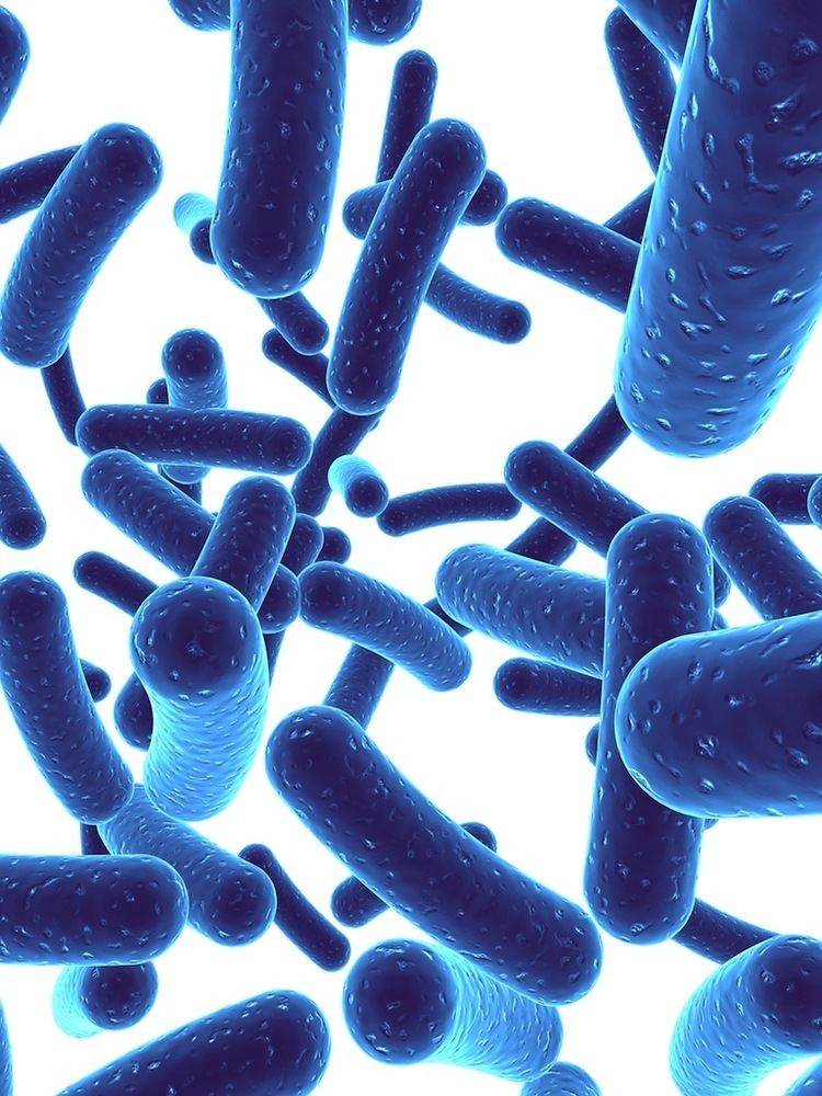 Bifidobacterium Bifidobacterium Bifidum Probiotic Supplement Benefits and Facts