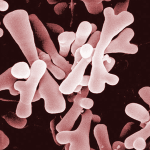 Bifidobacterium httpsmicrobewikikenyoneduimagesthumbaafB