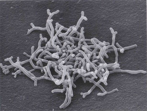 Bifidobacterium Bifidobacterium Mystical Biotech