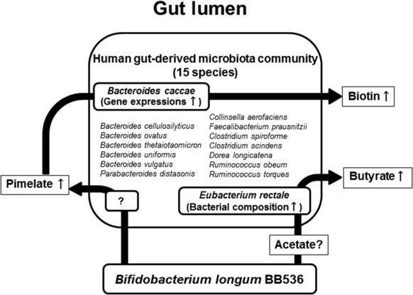 Bifidobacterium longum Probiotic Bifidobacterium longum alters gut luminal metabolism