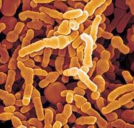 Bifidobacterium longum Bifidobacterium infantis Probiotics Database