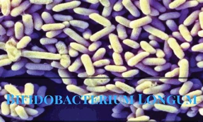 Bifidobacterium longum Bifidobacterium Longum Benefits amp Side Effects ProbioticsAmericacom
