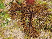 Bifurcaria Bifurcaria Wikipedia