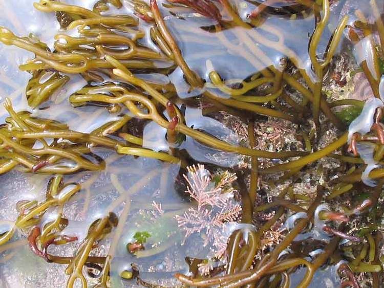 Bifurcaria MarLIN The Marine Life Information Network A brown seaweed