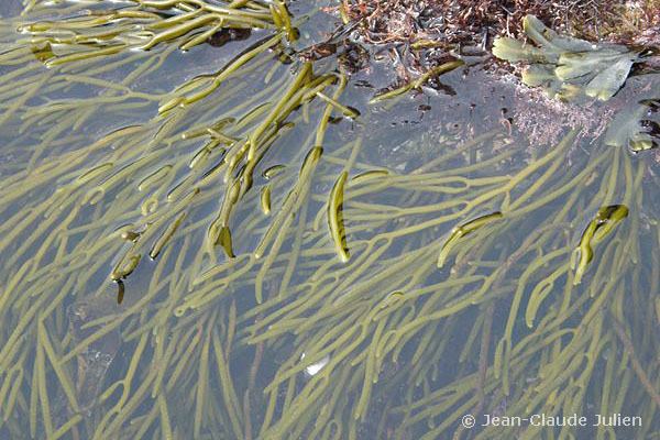 Bifurcaria European Marine Life Photo of Bifurcaria bifurcata Fork alga