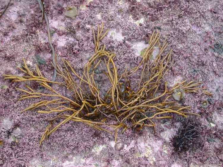 Bifurcaria MarLIN The Marine Life Information Network A brown seaweed
