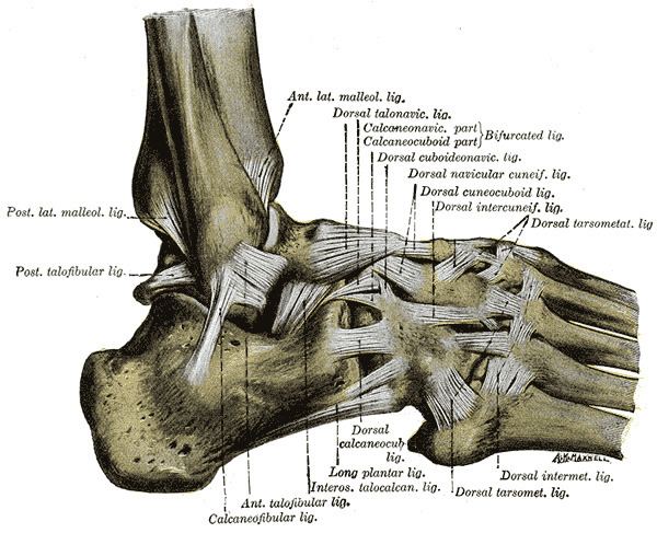 Bifurcated ligament