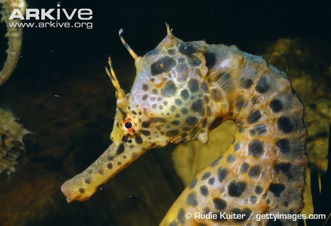 Big-belly seahorse Bigbelly seahorse videos photos and facts Hippocampus