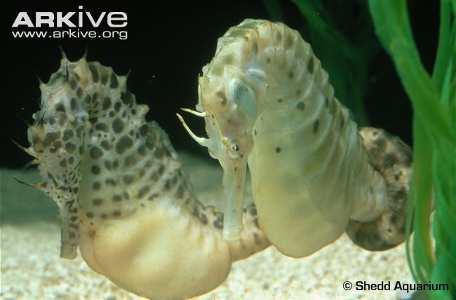 Big-belly seahorse Bigbelly seahorse photo Hippocampus abdominalis G10024 ARKive