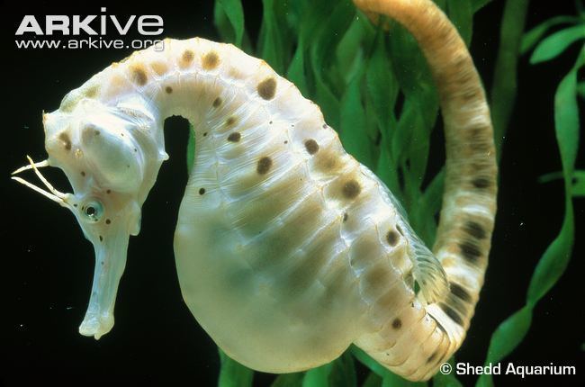 Big-belly seahorse Bigbelly seahorse videos photos and facts Hippocampus