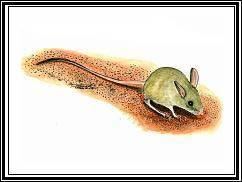 Big eared hopping mouse - Alchetron, the free social encyclopedia