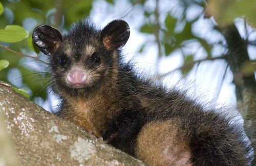 Big-eared opossum httpsstaticinaturalistorgphotos1121119medi