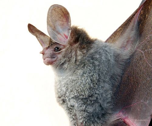 Big-eared woolly bat httpsfarm4staticflickrcom30642674297735fd2