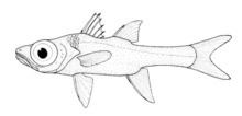 Big-eyed cardinalfish httpsuploadwikimediaorgwikipediacommonsthu