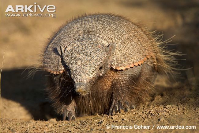 Big hairy armadillo - Alchetron, The Free Social Encyclopedia