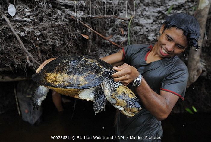 Big-headed Amazon River turtle wwwmindenpicturescomcachepcache290078631jpg