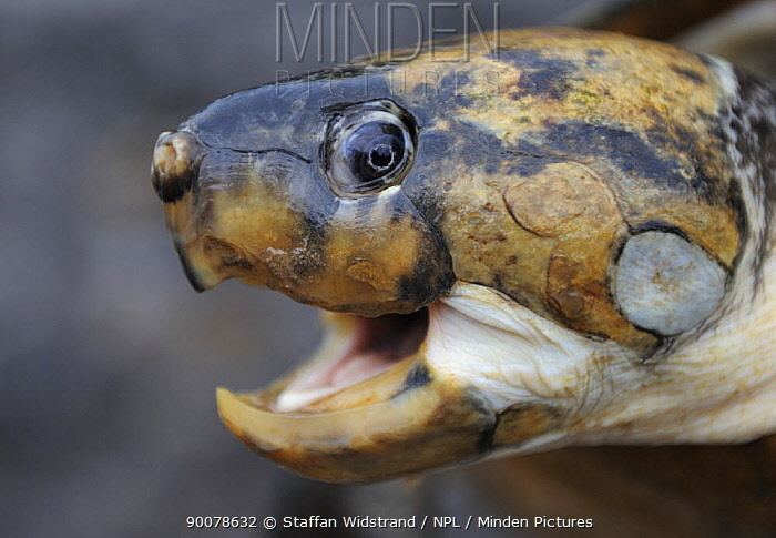 Big-headed Amazon River turtle Minden Pictures stock photos Bigheaded Amazon River Turtle