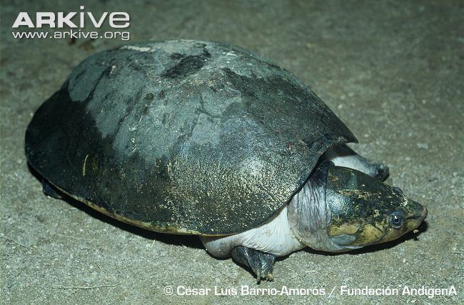 Big-headed Amazon River turtle Bigheaded Amazon river turtle videos photos and facts