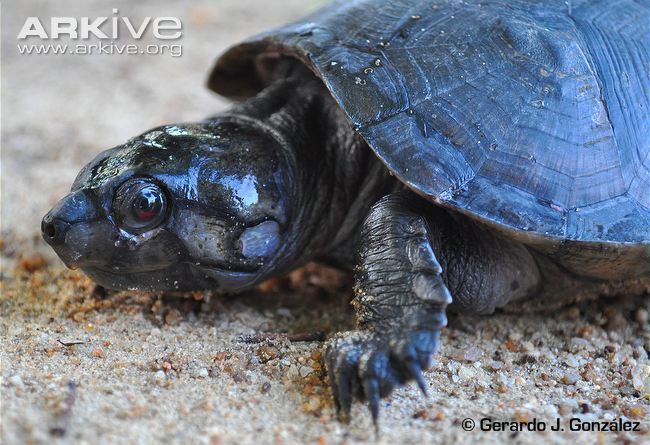 Big-headed Amazon River turtle Bigheaded Amazon river turtle photo Peltocephalus dumerilianus